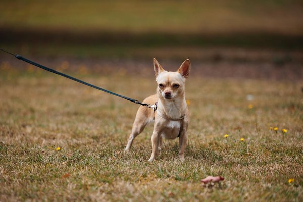 ¿Cuáles son las pautas para alimentar adecuadamente a un gato con sobrepeso?