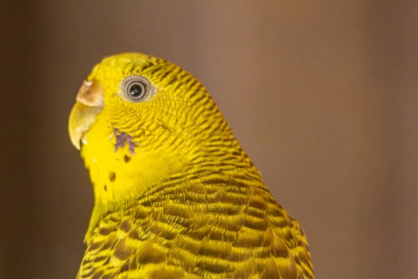 ¿Cómo saber si tu gato está pasando por un cambio hormonal y qué hacer al respecto?