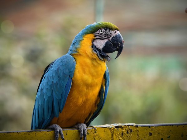¿Qué cuidados requiere un pez betta en un acuario comunitario?